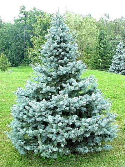 Baby Blue Spruce Featured Image