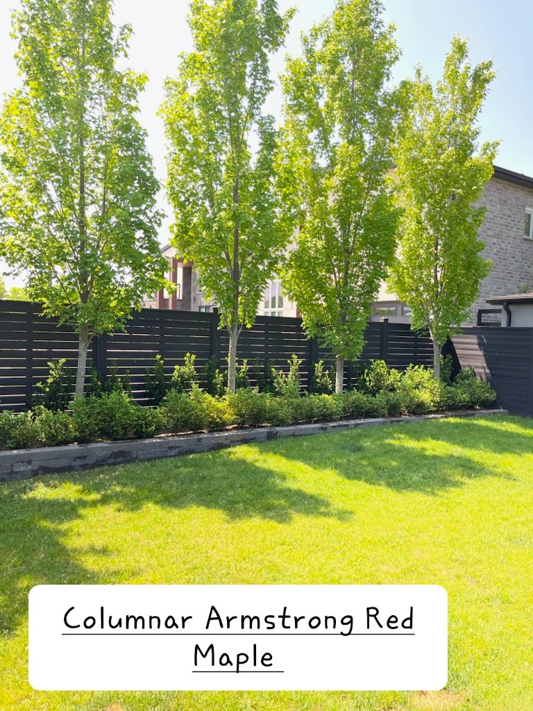 Columnar Armstrong Red Maple Featured Image