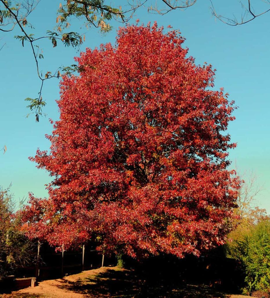Northern Red Oak Featured Image