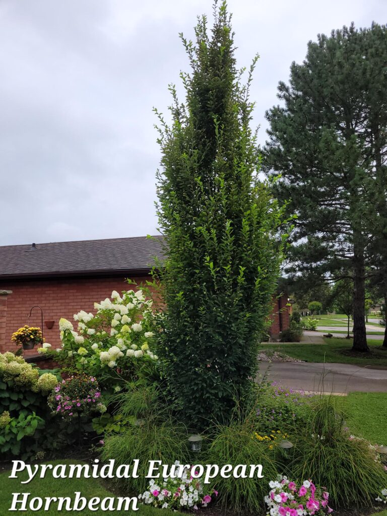 Pyramidal European Hornbeam Featured Image
