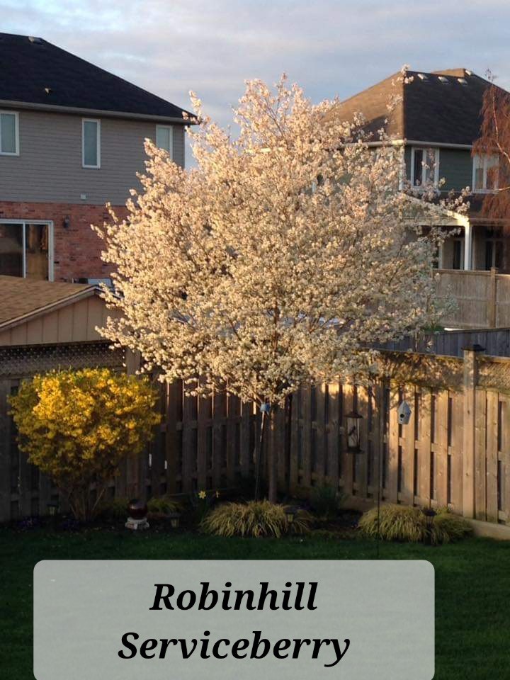 Robin Hill Serviceberry Featured Image