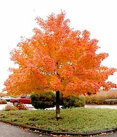 Pacific Sunset Maple