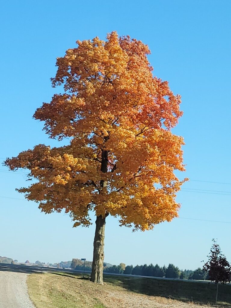 Sugar Maple Featured Image