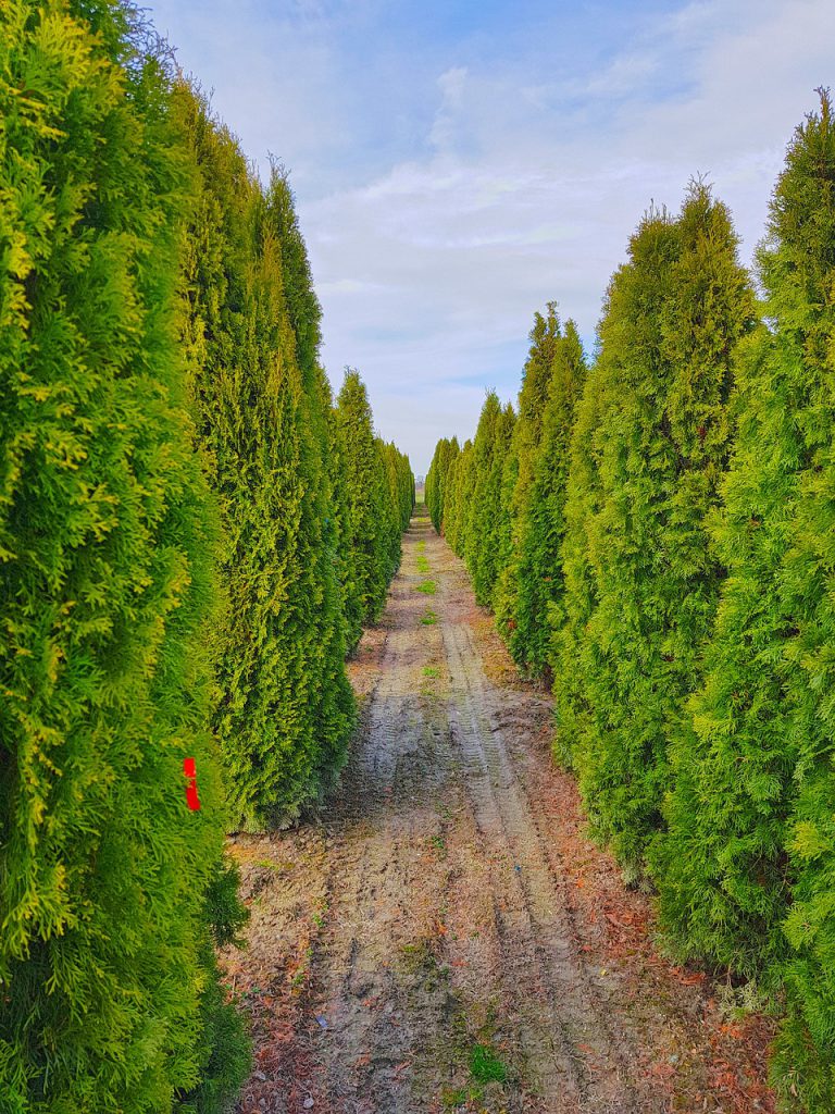 Emerald Cedar Featured Image