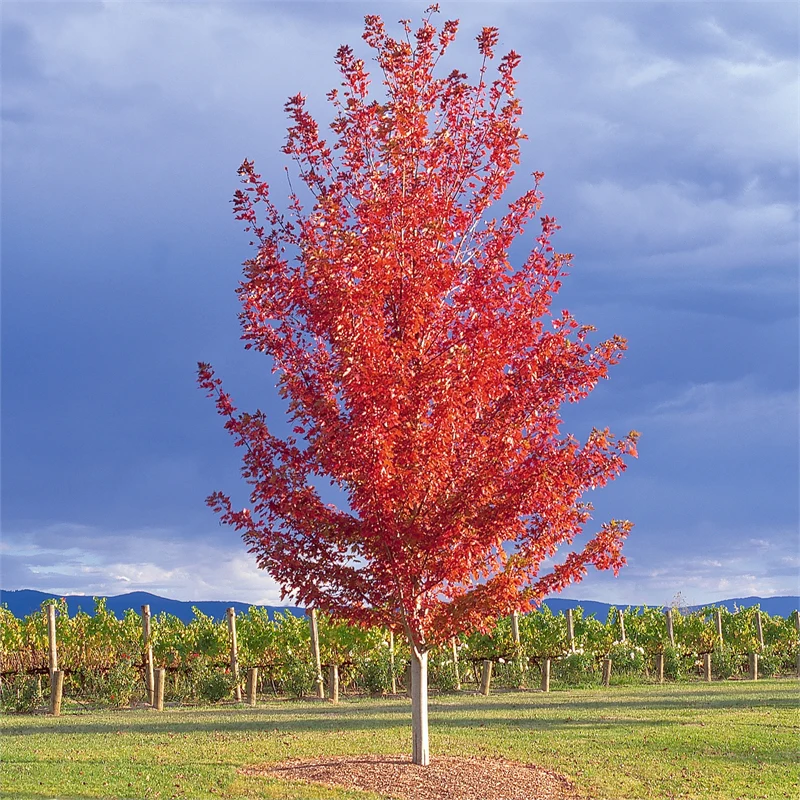 Autumn Blaze Maple Featured Image