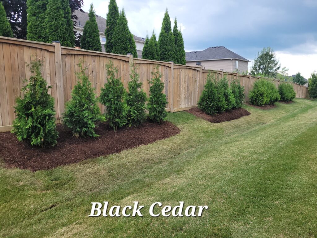Black Cedar Featured Image