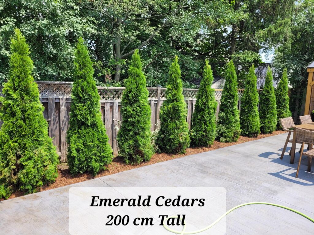 Emerald Cedar Featured Image