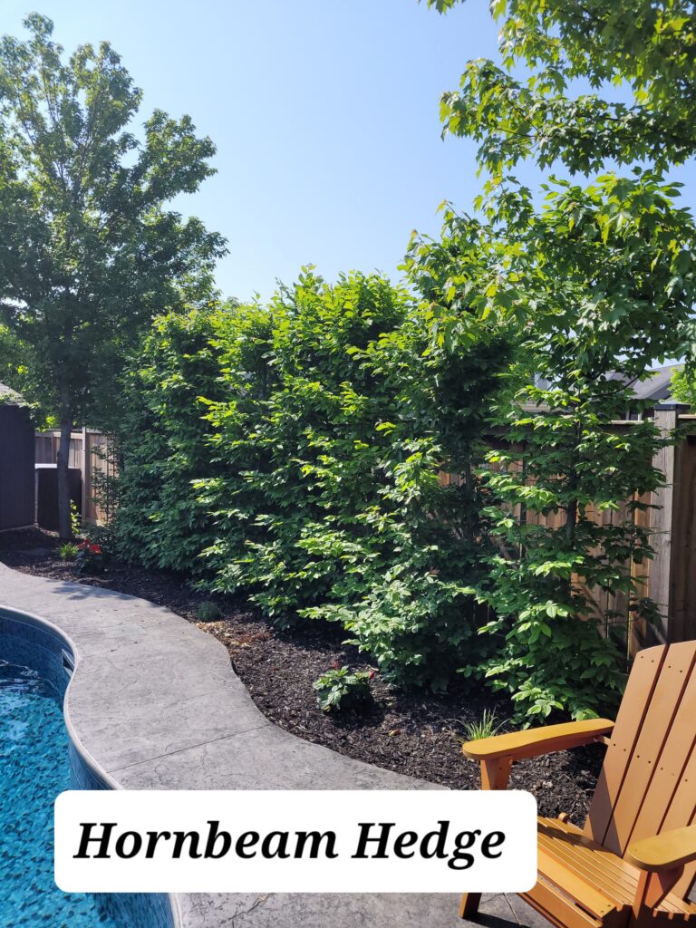 Hornbeam Hedge Featured Image