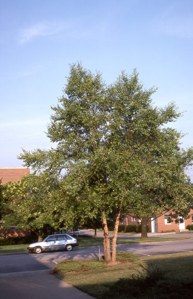 Multi Stem Birch Featured Image