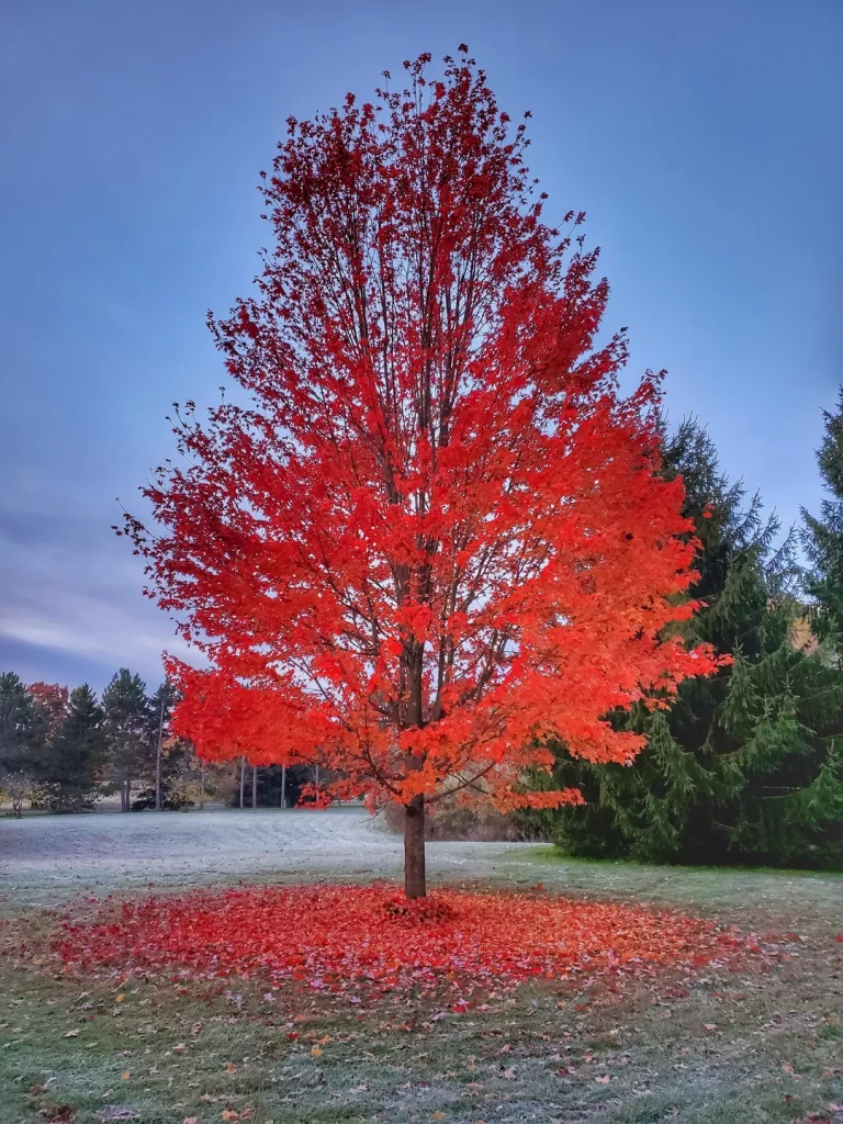 Silver Maple Featured Image