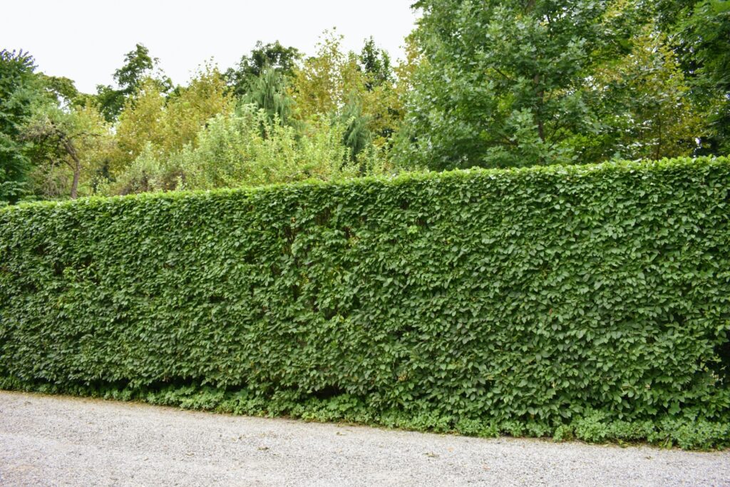 Hornbeam Hedge Featured Image