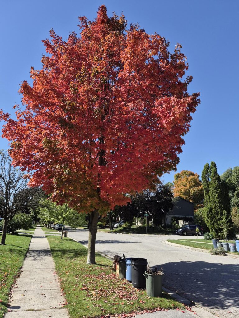 Native Red Maple Featured Image